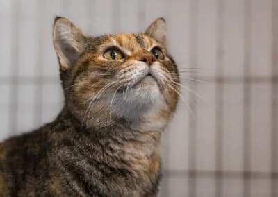 Amélia, female 6yo mixed breed for adoption at Cantinho do Tareco