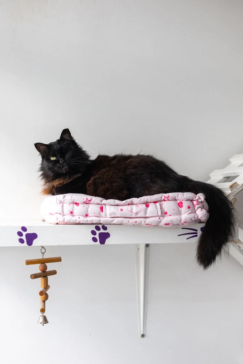 Capivara, female mixed breed for adoption at Cantinho do Tareco