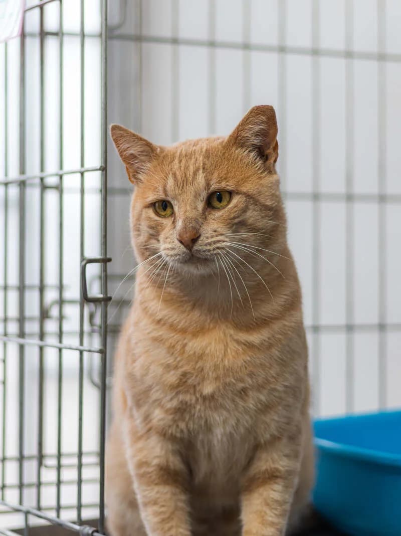 Catpool, male mixed breed for adoption at Cantinho do Tareco