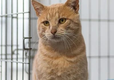 Catpool, male 6yo mixed breed for adoption at Cantinho do Tareco