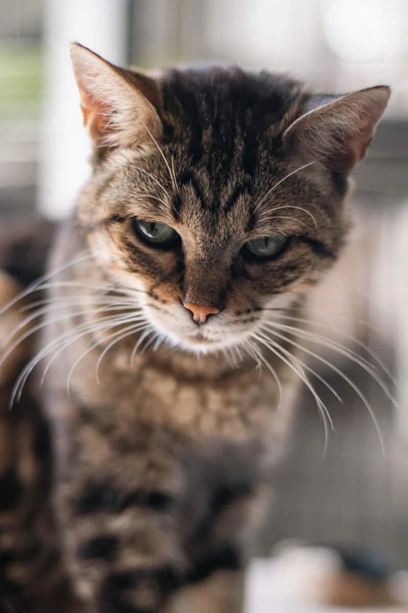 Elvira, female mixed breed for adoption at Cantinho do Tareco