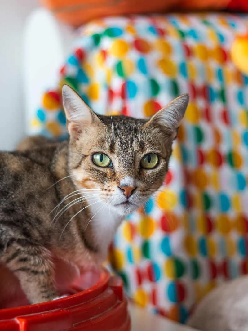 Jennifer Lopez, female mixed breed for adoption at Cantinho do Tareco