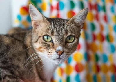 Jennifer Lopez, female 4yo mixed breed for adoption at Cantinho do Tareco