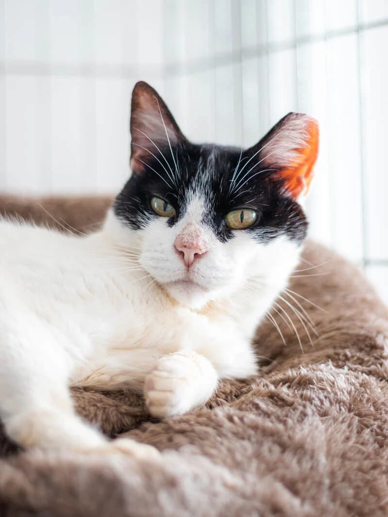 Kora, female mixed breed for adoption at Cantinho do Tareco