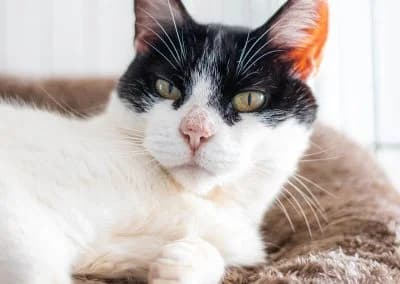 Kora, female senior mixed breed for adoption at Cantinho do Tareco