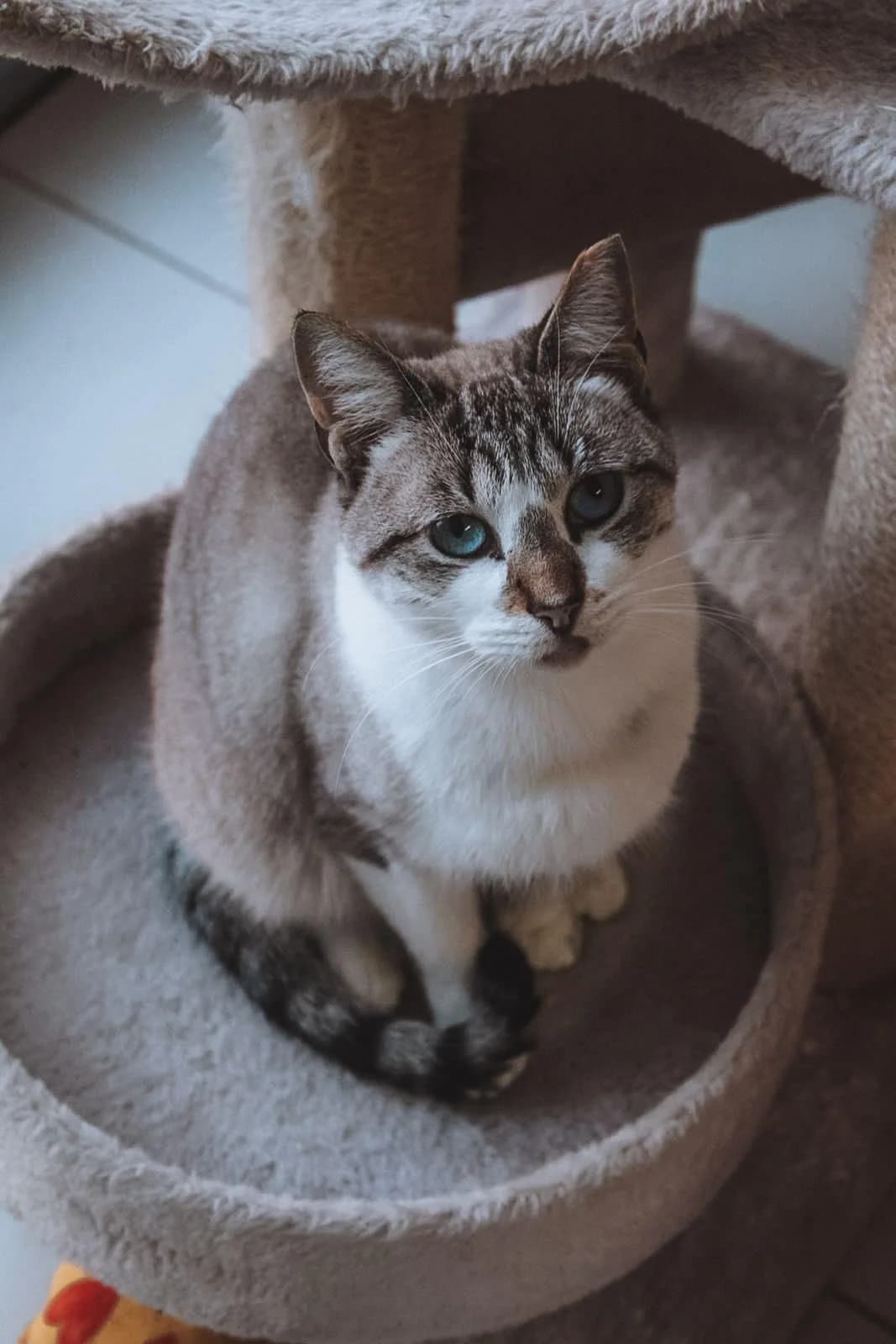 Mac, female mixed breed for adoption at Cantinho do Tareco