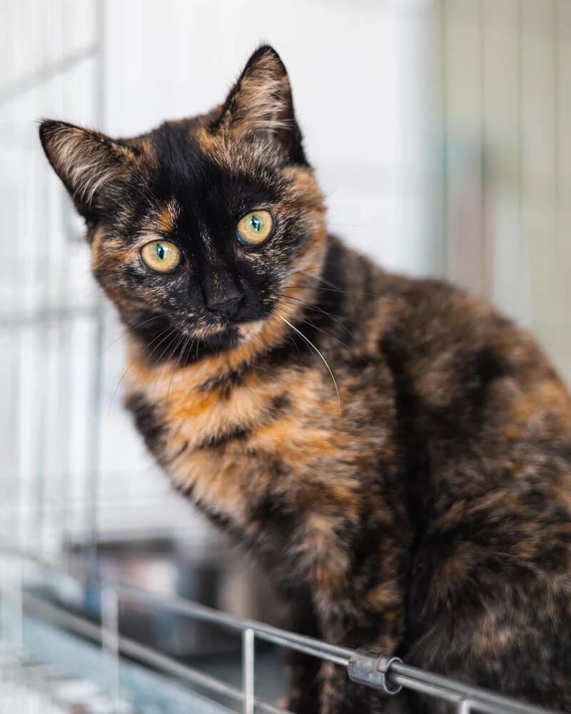 Moqueca, female mixed breed for adoption at Cantinho do Tareco