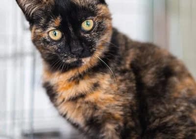 Moqueca, female young mixed breed for adoption at Cantinho do Tareco