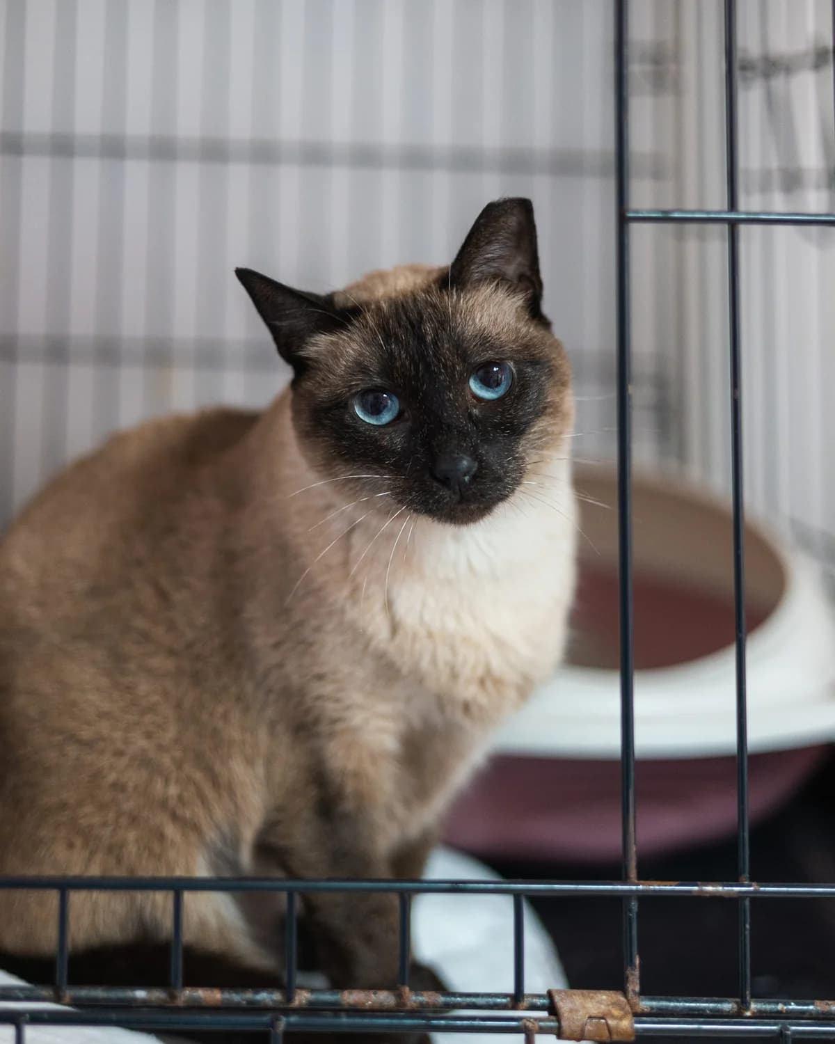 Nutella, female mixed breed for adoption at Cantinho do Tareco