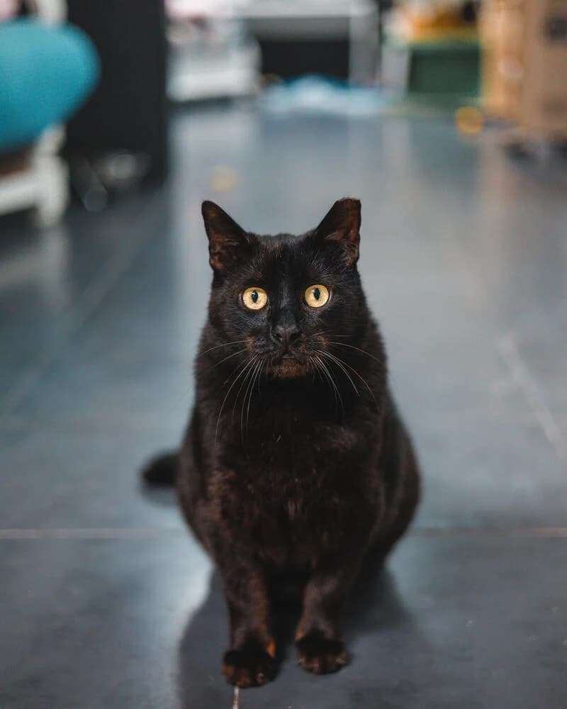 Pateta, male mixed breed for adoption at Cantinho do Tareco