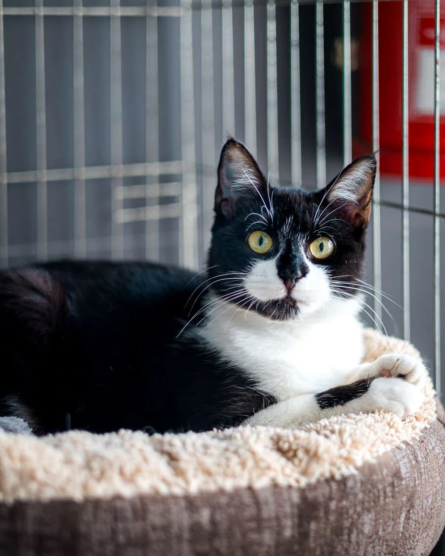 Sebastiana, female mixed breed for adoption at Cantinho do Tareco