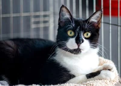 Sebastiana, female young mixed breed for adoption at Cantinho do Tareco