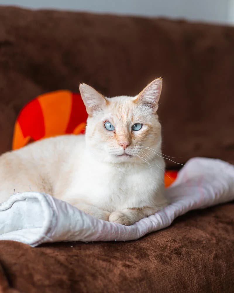 Seu Jorge, male mixed breed for adoption at Cantinho do Tareco