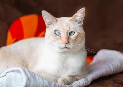 Seu Jorge, male 7yo mixed breed for adoption at Cantinho do Tareco