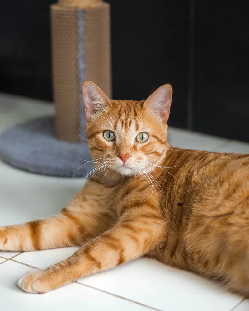 Sponge Bob, male mixed breed for adoption at Cantinho do Tareco