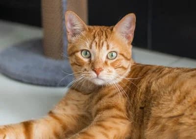 Sponge Bob, male 7yo mixed breed for adoption at Cantinho do Tareco