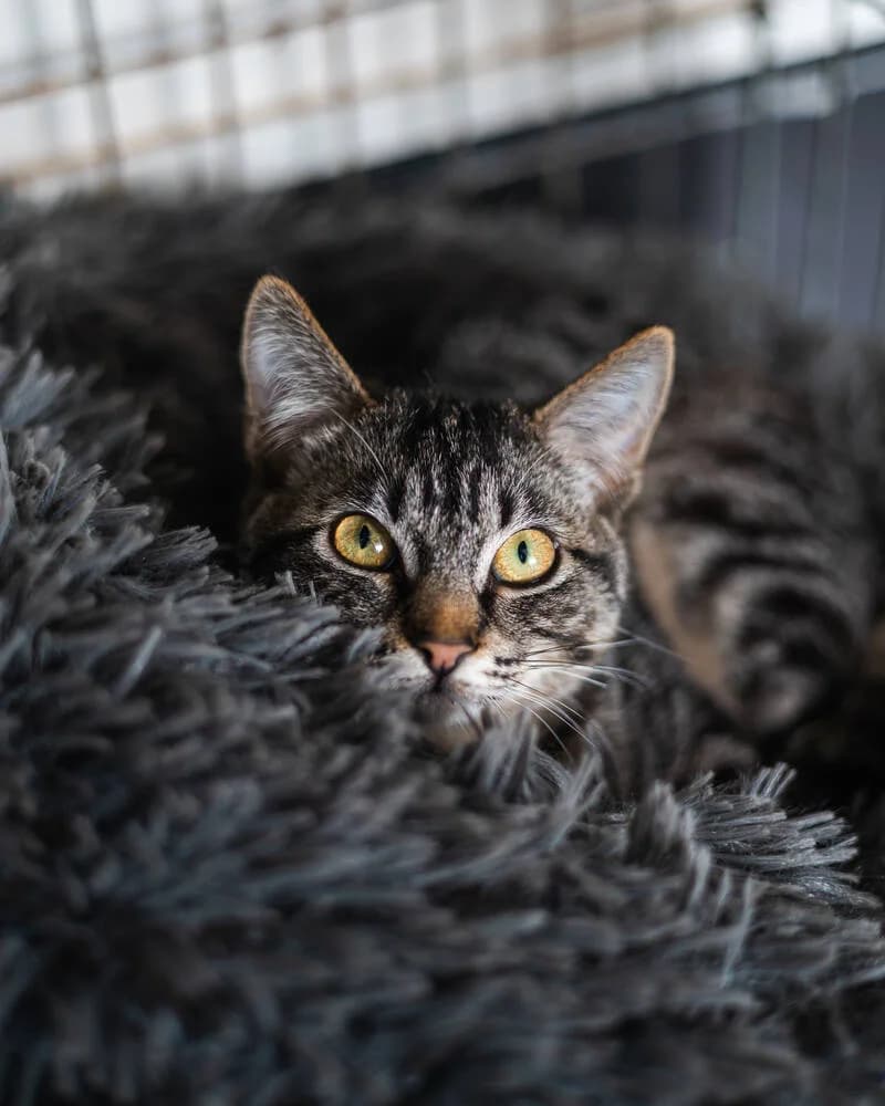 Targaryen, female mixed breed for adoption at Cantinho do Tareco