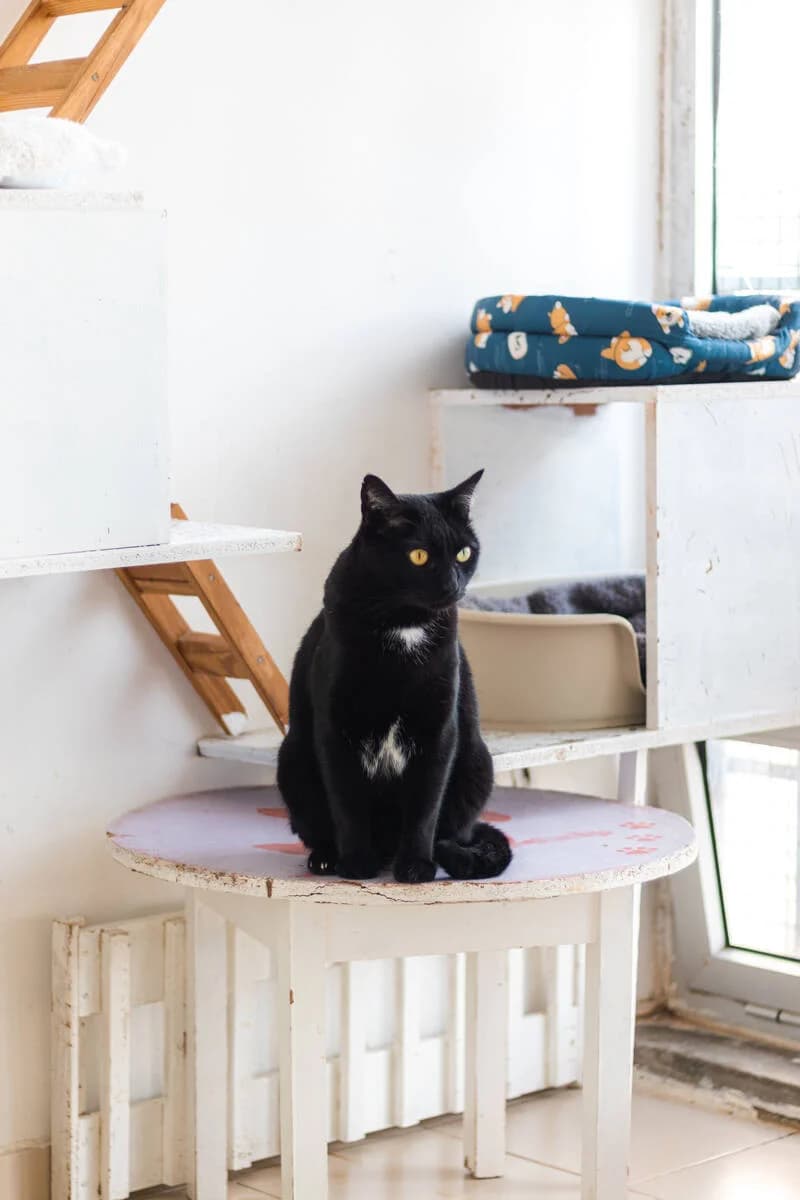 Teófilo, male mixed breed for adoption at Cantinho do Tareco