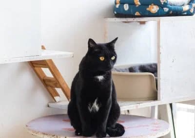 Teófilo, male 7yo mixed breed for adoption at Cantinho do Tareco