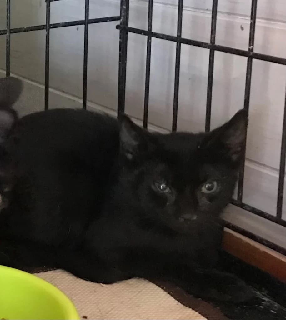 Storm, female 5yo Mixed Breed for adoption at Carvoeiro Cat Charity, Porches (Algarve)