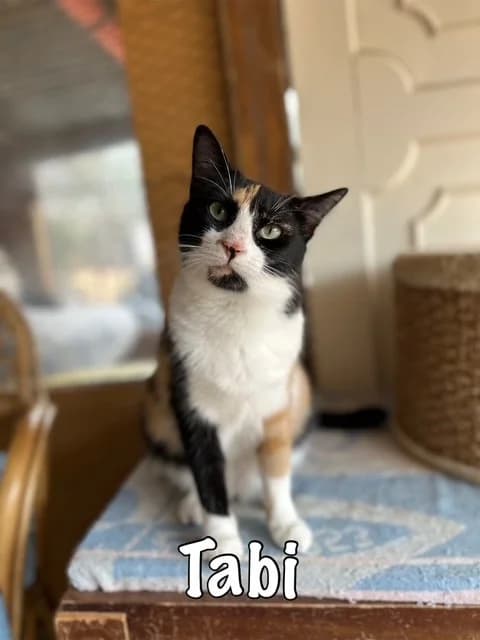 Tabi, mixed breed for adoption at Carvoeiro Cat Charity, Porches (Algarve)