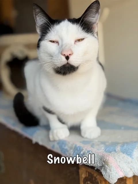 Snowbell, mixed breed for adoption at Carvoeiro Cat Charity, Porches (Algarve)