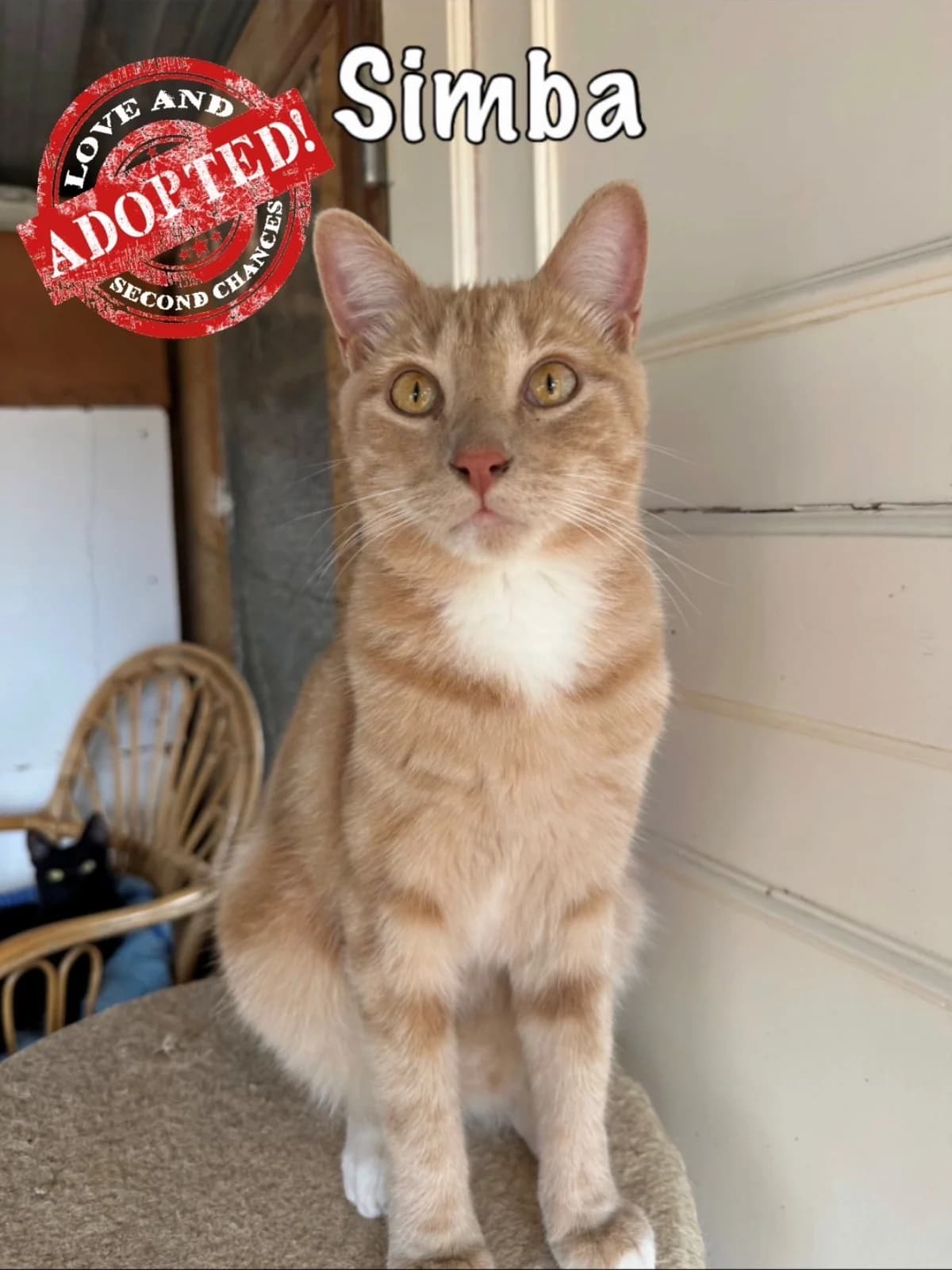 Simba, mixed breed for adoption at Carvoeiro Cat Charity, Porches (Algarve)