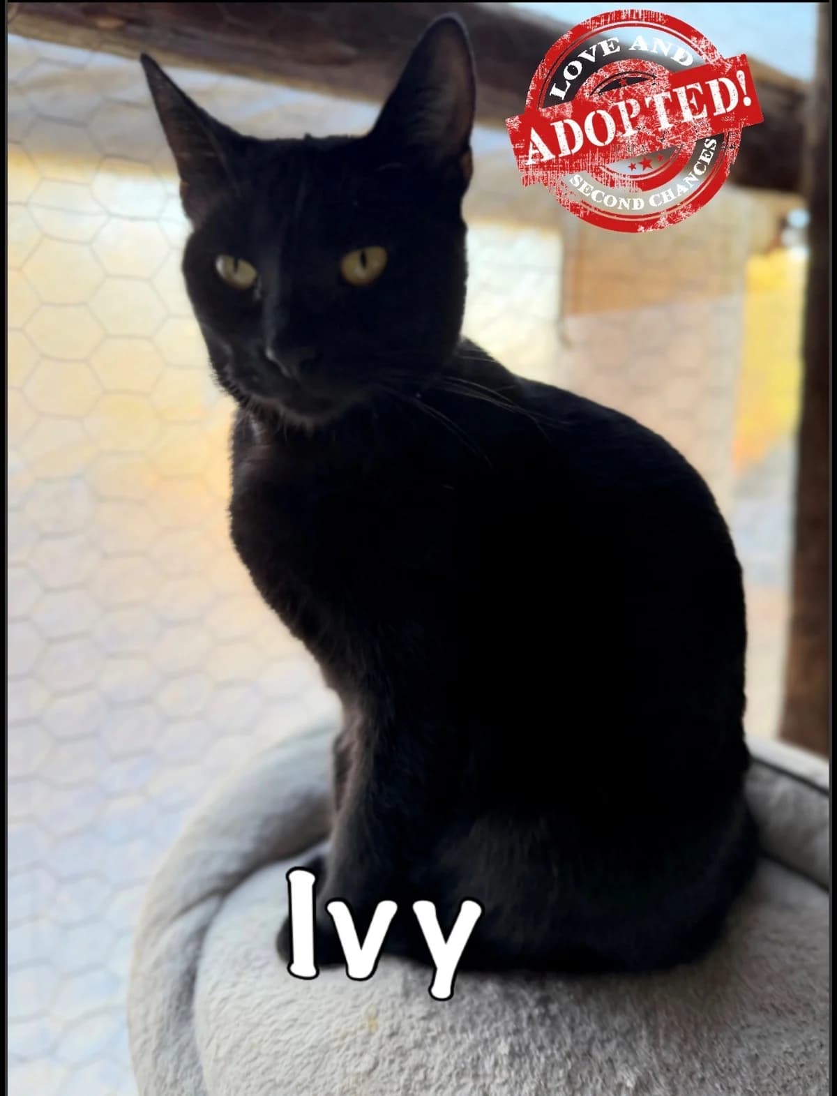 Ivy, mixed breed for adoption at Carvoeiro Cat Charity, Porches (Algarve)