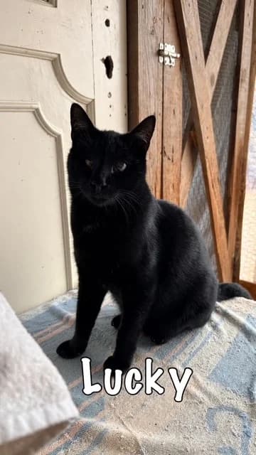 Lucky, mixed breed for adoption at Carvoeiro Cat Charity, Porches (Algarve)
