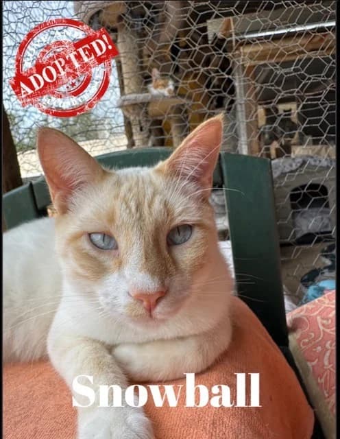 Snowball, mixed breed for adoption at Carvoeiro Cat Charity, Porches (Algarve)