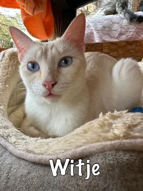 Witje, mixed breed for adoption at Carvoeiro Cat Charity, Porches (Algarve)