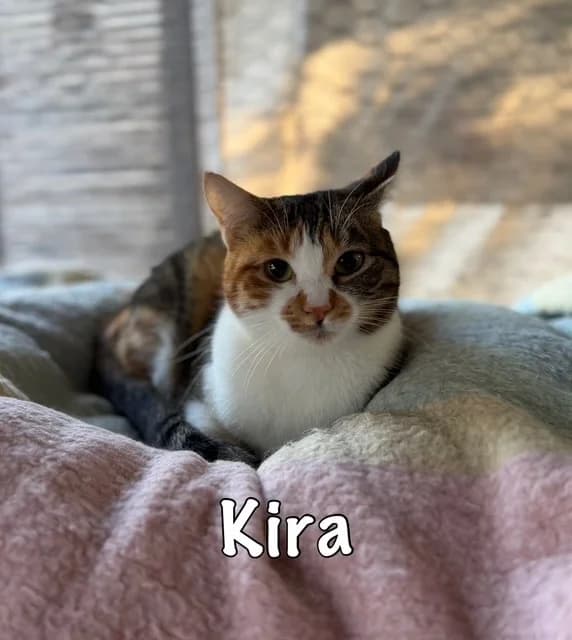 Kira, mixed breed for adoption at Carvoeiro Cat Charity, Porches (Algarve)