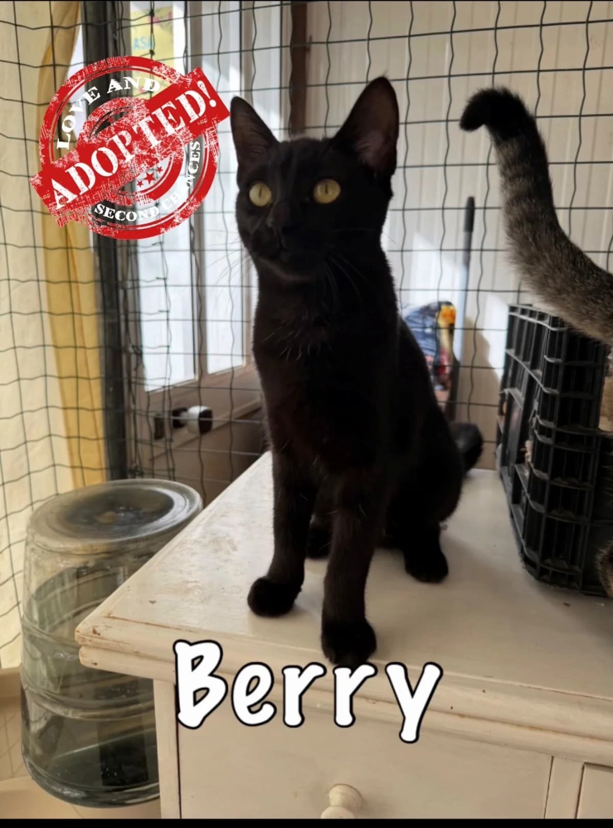 Berry, mixed breed for adoption at Carvoeiro Cat Charity, Porches (Algarve)