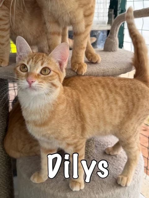 Dylis, mixed breed for adoption at Carvoeiro Cat Charity, Porches (Algarve)