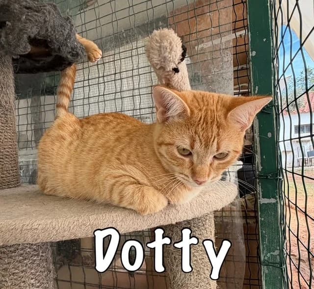 Dotty, mixed breed for adoption at Carvoeiro Cat Charity, Porches (Algarve)