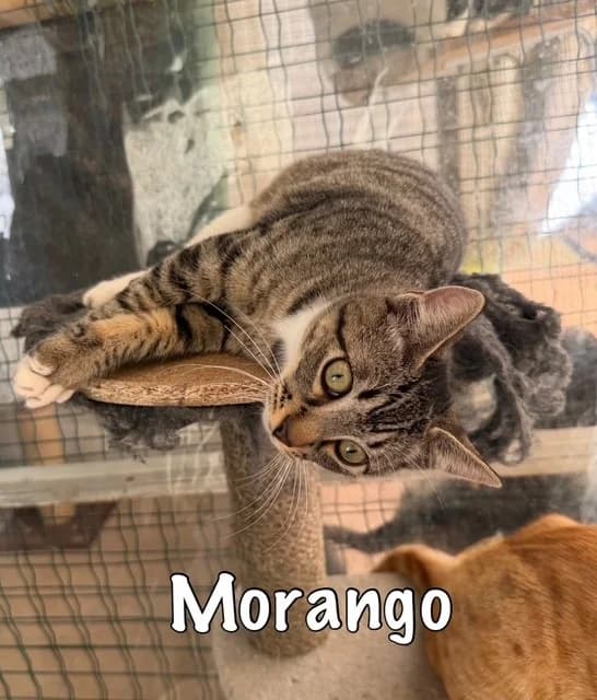 Morango, mixed breed for adoption at Carvoeiro Cat Charity, Porches (Algarve)