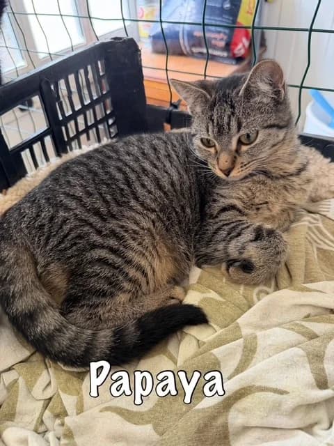 Papaya, mixed breed for adoption at Carvoeiro Cat Charity, Porches (Algarve)