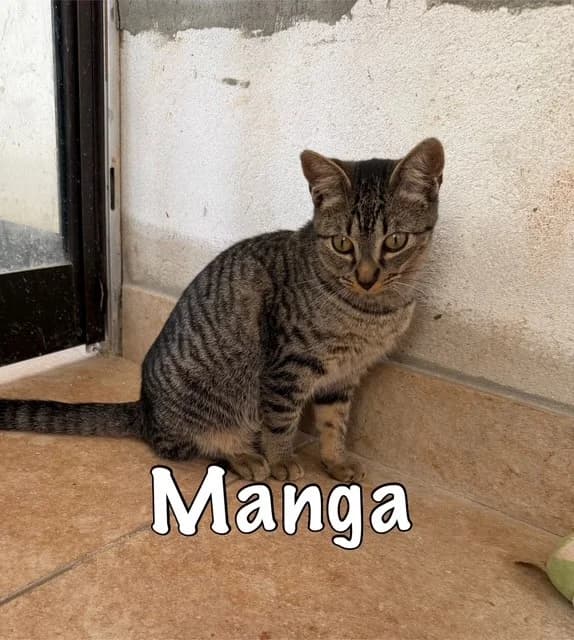 Manga, mixed breed for adoption at Carvoeiro Cat Charity, Porches (Algarve)