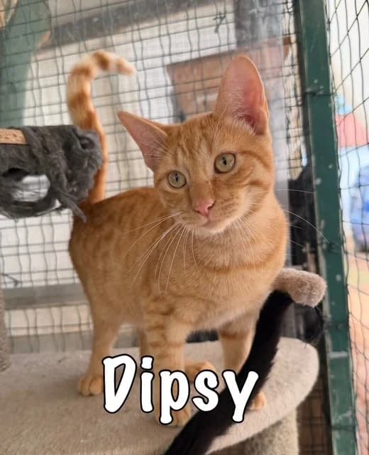 Dipsy, mixed breed for adoption at Carvoeiro Cat Charity, Porches (Algarve)