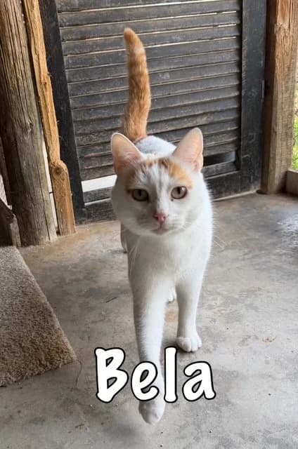 Bela, mixed breed for adoption at Carvoeiro Cat Charity, Porches (Algarve)