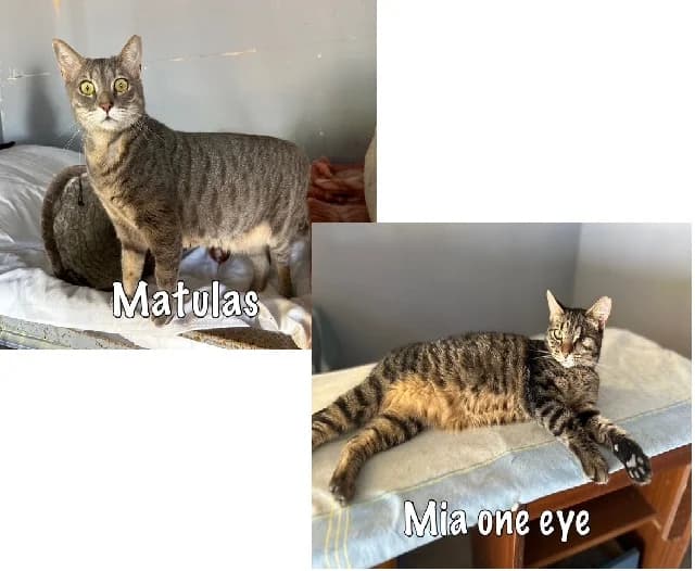 Matulas & Mia, 6yo mixed breed for adoption at Carvoeiro Cat Charity, Porches (Algarve)