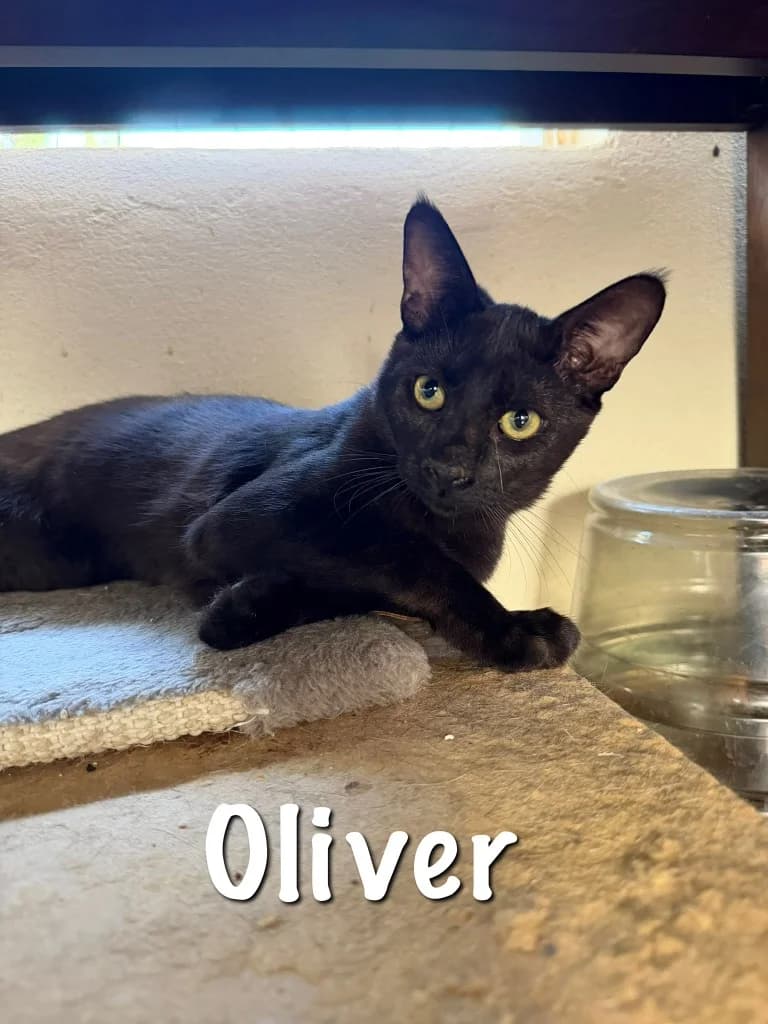 Oliver (Ollie), male puppy Mixed Breed for adoption at Carvoeiro Cat Charity, Porches (Algarve)