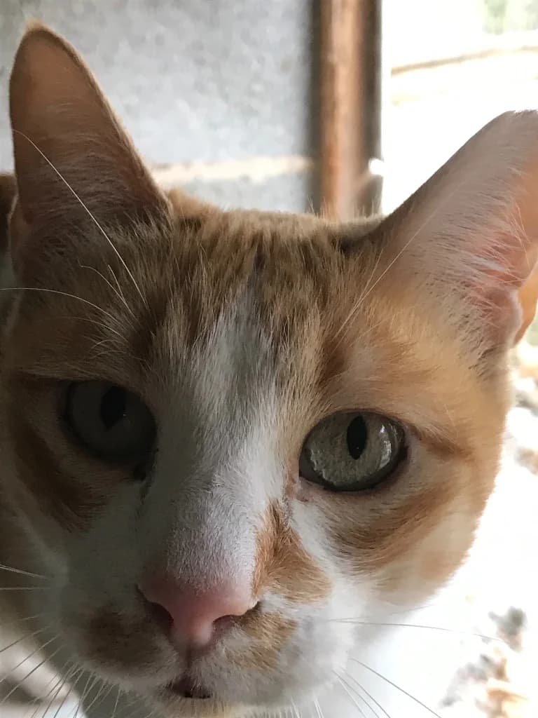 Toasti, young Mixed Breed for adoption at Carvoeiro Cat Charity, Porches (Algarve)