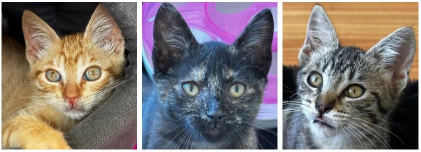 Clementine, Kiwi e Diogo, male puppy Mixed Breed for adoption at Causas de Caudas