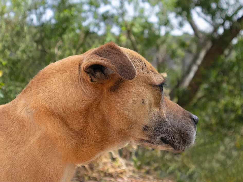 Princesa, female 5yo Mixed Breed for adoption at Canil Municipal de Lisboa, Lisbon