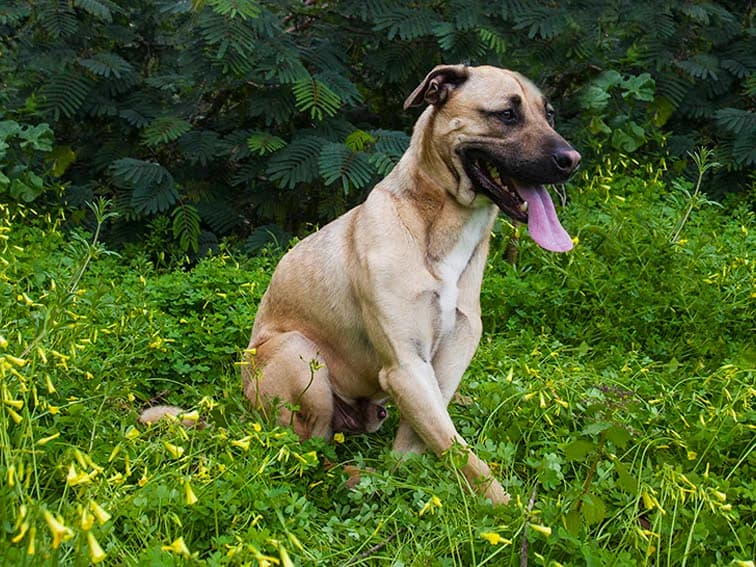 Óscar, male 5yo Mixed Breed for adoption at Canil Municipal de Lisboa, Lisbon