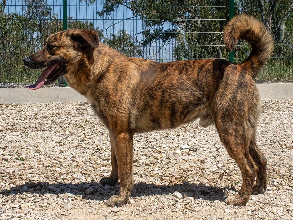 Riscado, male 5yo Mixed Breed for adoption at Canil Municipal de Lisboa, Lisbon