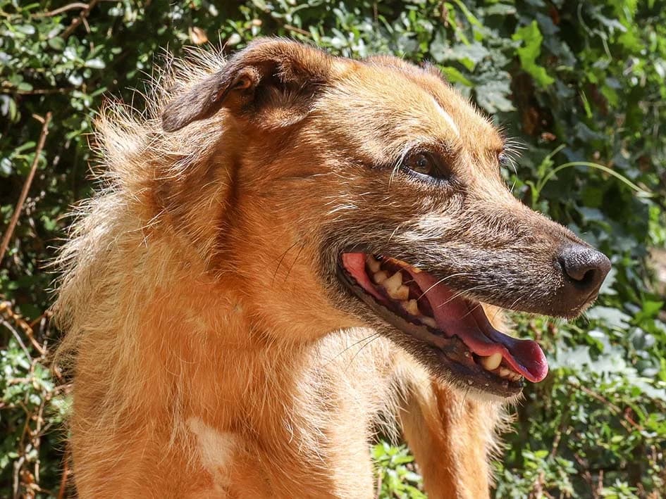 Pipoca, female 5yo Mixed Breed for adoption at Canil Municipal de Lisboa, Lisbon