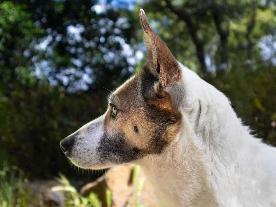 Catarina, female 5yo Mixed Breed for adoption at Canil Municipal de Lisboa, Lisbon