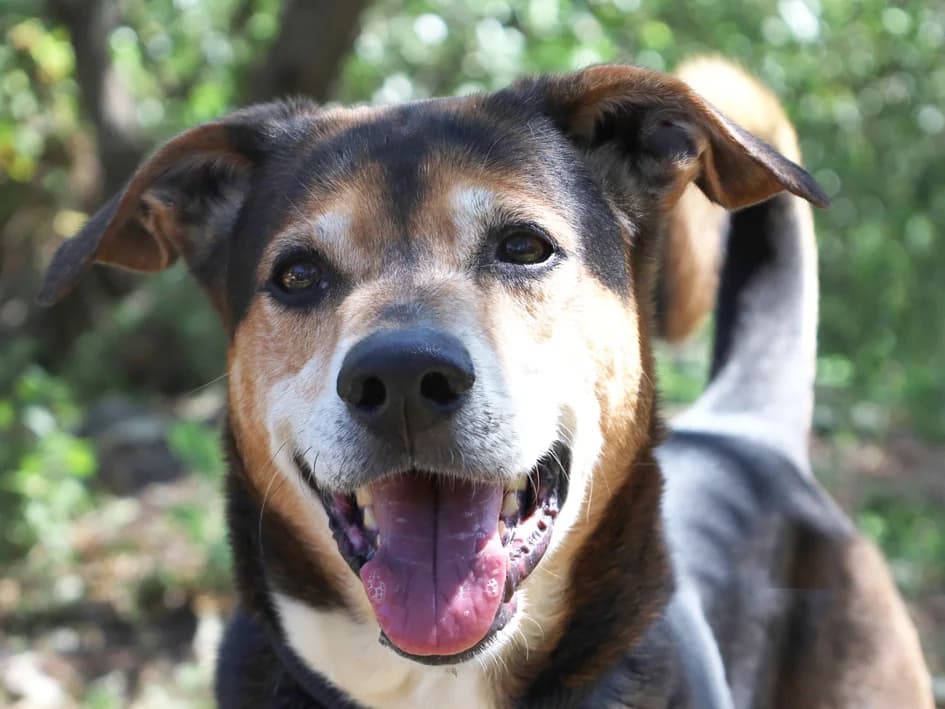 Necas, male 5yo Mixed Breed for adoption at Canil Municipal de Lisboa, Lisbon
